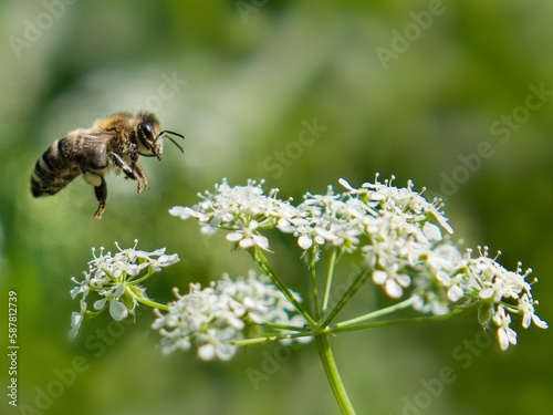 flying bee and white flowers © Lenka