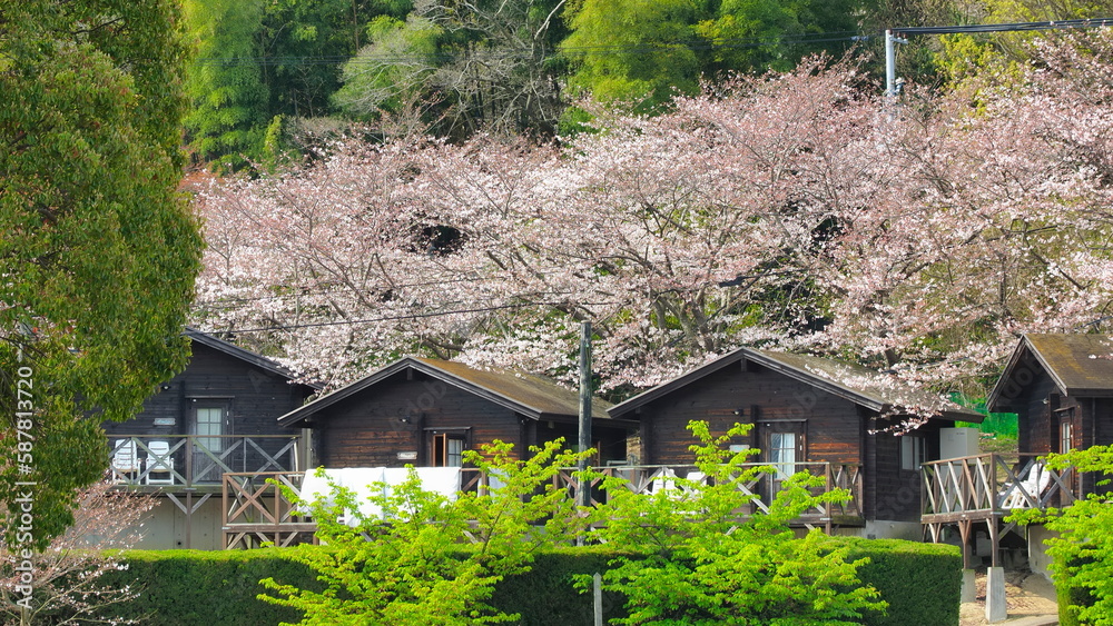 粟島（香川県）桜満開のコテージ1