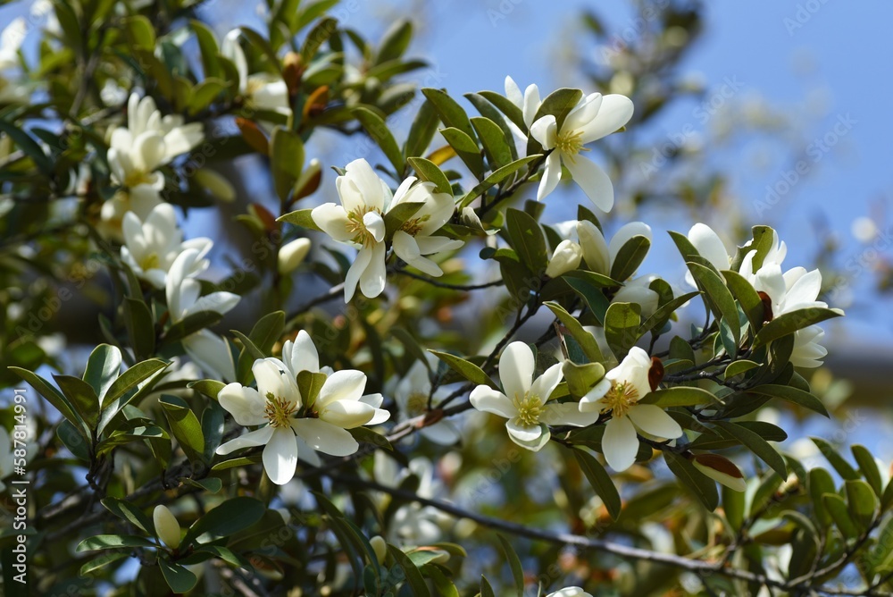 Michelia yunnanensis 'Scented Pearl' flowers. Magnoliaceae evergreen shrub native to Yunnan, China. Sweetly scented white flowers bloom from April to May. Michelia yunnanensis 'Scented Pearl' flowers. Magnoliaceae evergreen shrub native to Yunnan, China. Sweetly scented white flowers bloom from April to May.