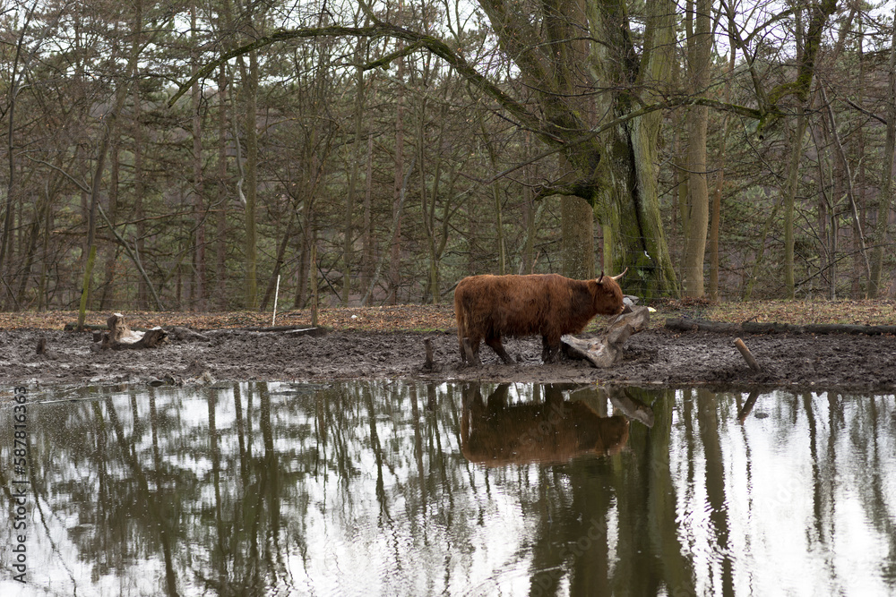 Szkocka kudłata krowa ( Highland Scottish cow ) na ogrodzonym wybiegu , na brzegu zbiornika wodnego . Pastwisko na wzgórzu wśród starych , wysokich drzew . Szkocka kudłata krowa ( Highland Scottish cow ) na ogrodzonym wybiegu , na brzegu zbiornika wodnego . Pastwisko na wzgórzu wśród starych , wysokich drzew .