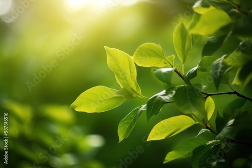 lush green leaves in sunlight calming background