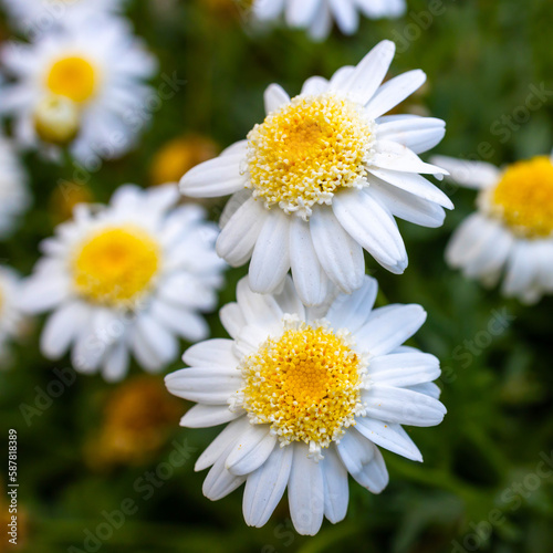 Field of garden daisies is on a sunny day