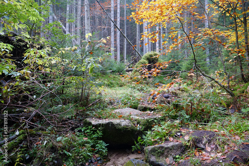 Beautiful autumn forest in Carpathian mountains