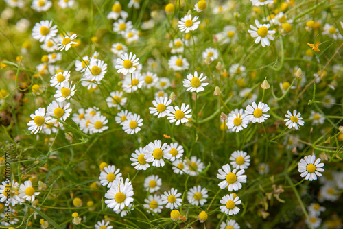 Wild daisies are fully bloomed in spring time, Turkey. photo