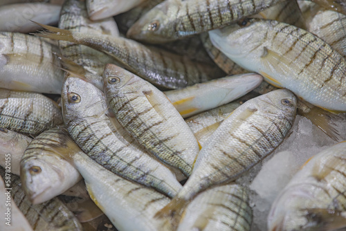 Purrfishes are exhibited for sale in fish market, Turkey.