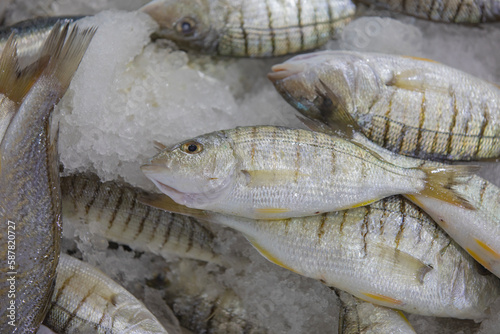 Purrfishes are exhibited for sale in fish market, Turkey.