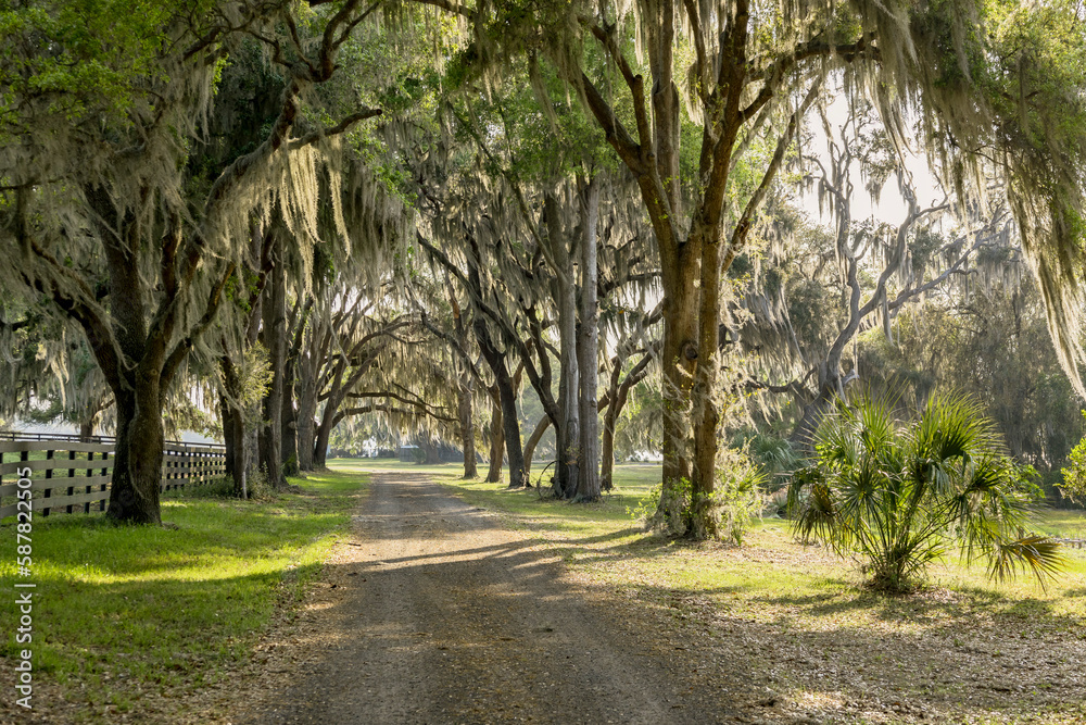 A farm lane in Florida lined by tall trees with Spanish moss.