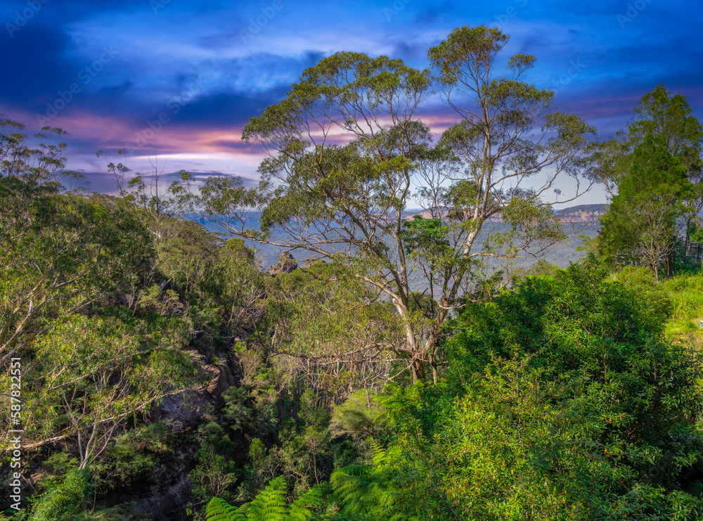 Obraz premium Green foilage shrubs ferns and gum trees at Echo Point Blue Mountains three sisters Katoomba Sydney NSW Australia