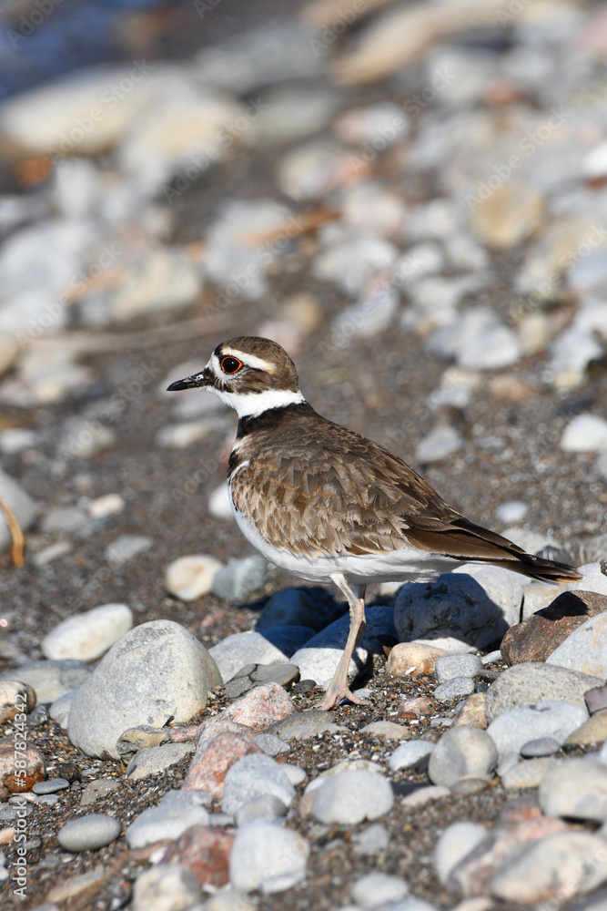 A Killdeer bird walking along a rocky beach