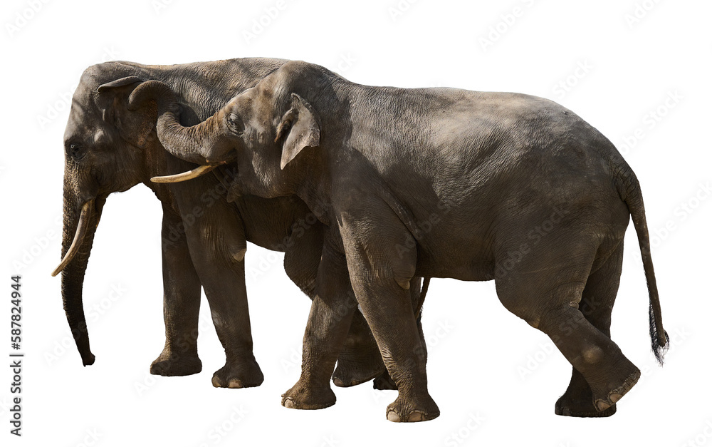 Two adult elephants walk next to each other, animals are isolated on a white background