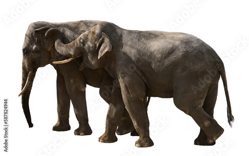 Two adult elephants walk next to each other  animals are isolated on a white background