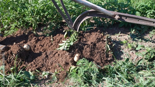 Closeup of a plow un-earthing potatoes out of the dirt.