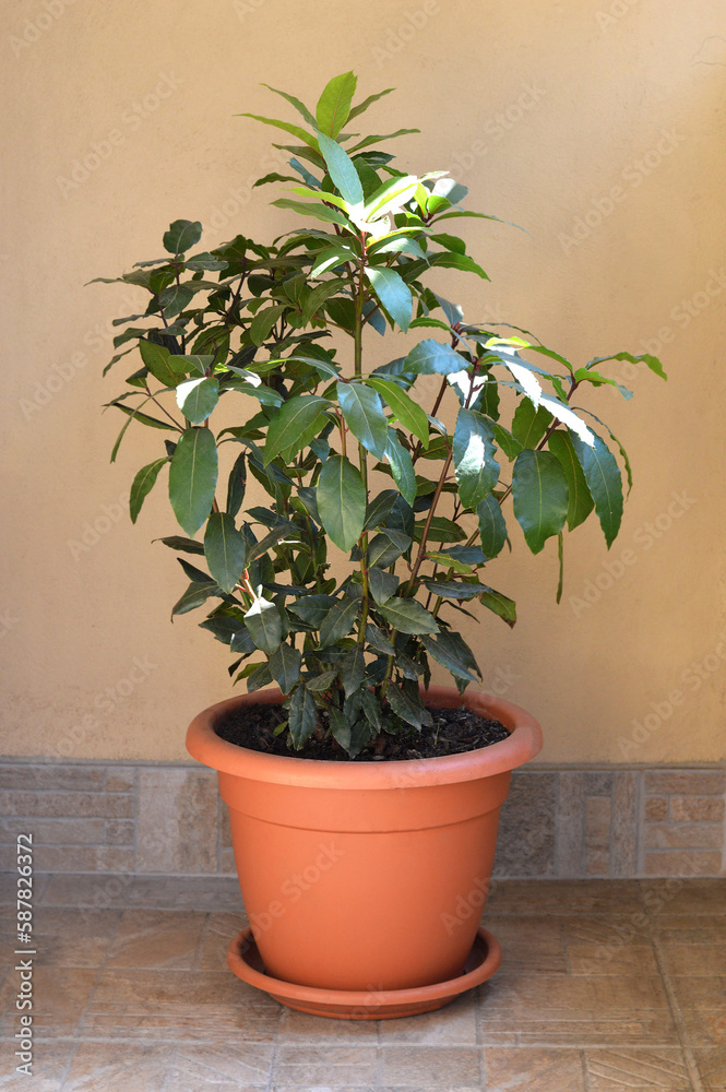 Bay tree or Laurus nobilis planted in pot