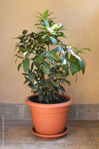 Bay tree or Laurus nobilis planted in pot