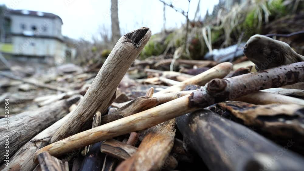 Trees washed up on the shore, how one log smoothens another Trees washed up on the shore, how one log smoothens another