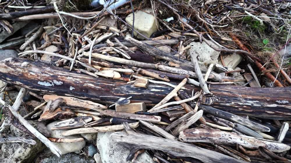 Trees washed up on the shore, how one log smoothens another