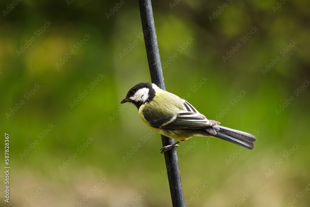 Obraz premium great spotted woodpecker