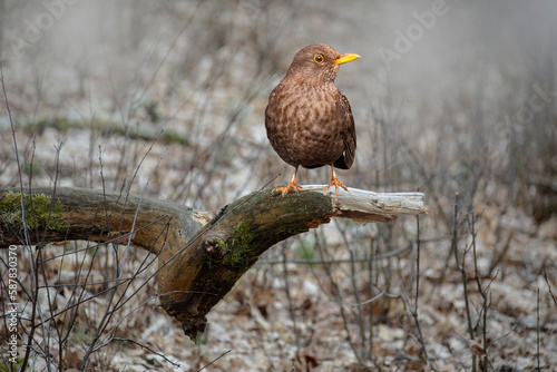 Thrush on a dry branch. The thrushes are a passerine bird family, Turdidae, with a worldwide distribution.