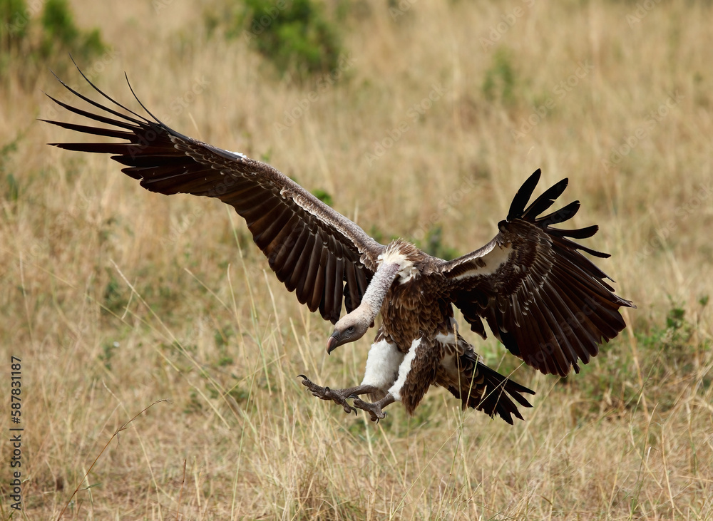 A vulture in flight. Taken in Kenya, Africa A vulture in flight. Taken in Kenya, Africa
