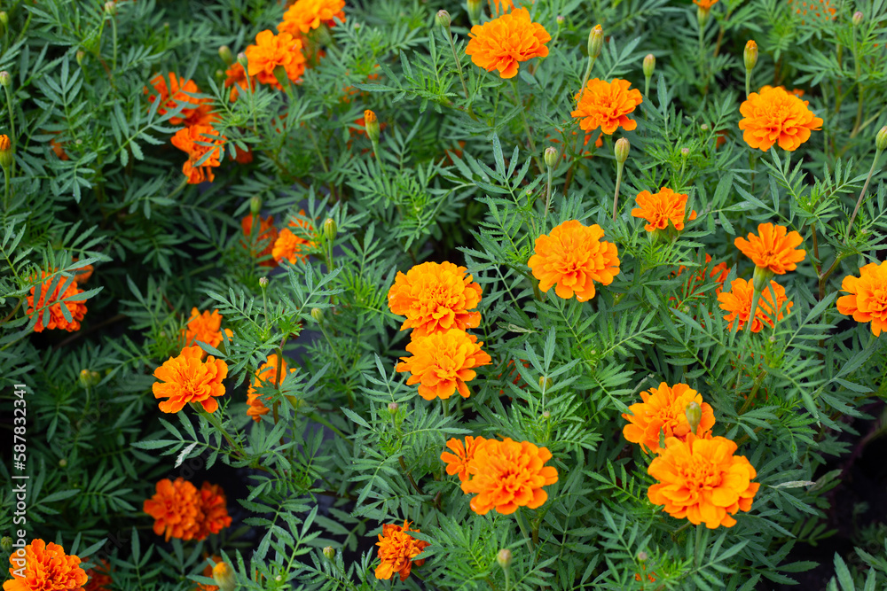 Marigold flower in the garden Marigold flower in the garden