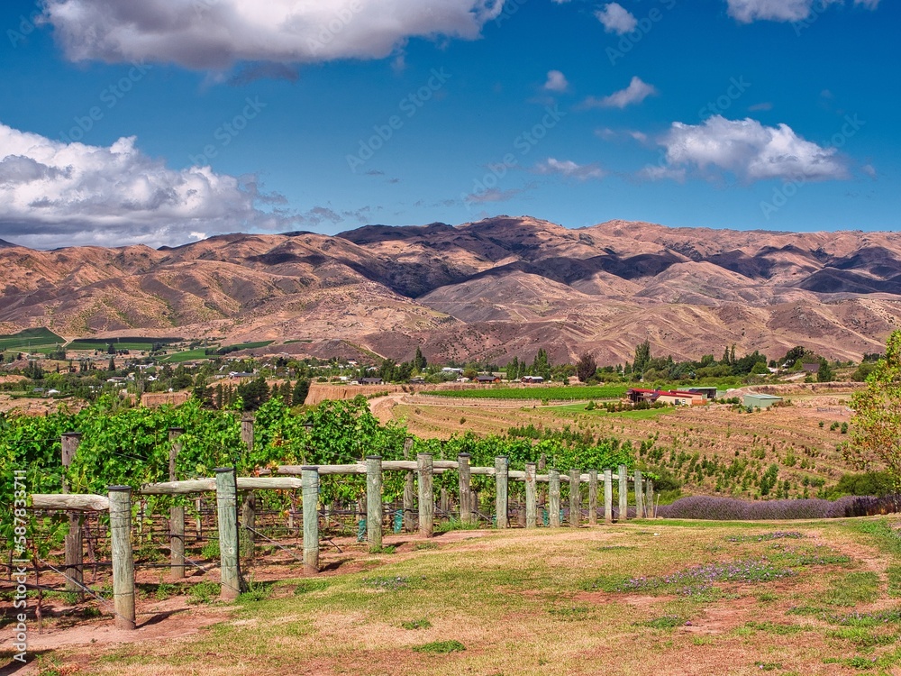 Vineyards in Central Otago New Zealand