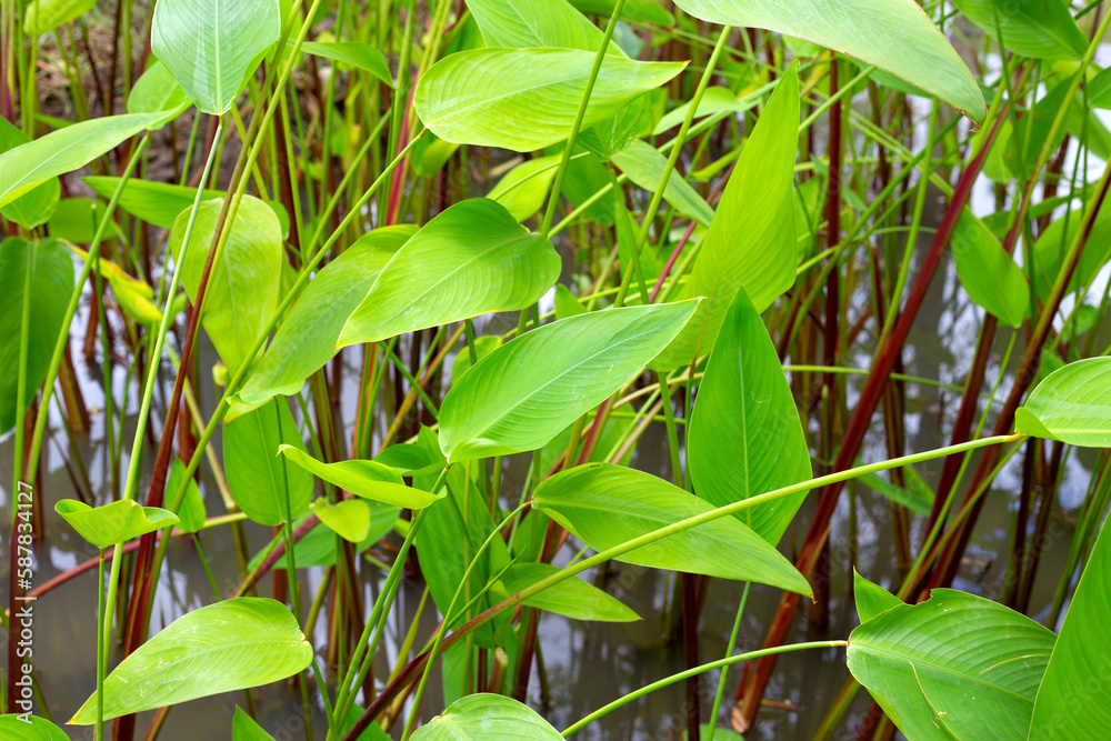 Alligator Flag, Water Canna (Thalia geniculata L.) Alligator Flag, Water Canna (Thalia geniculata L.)