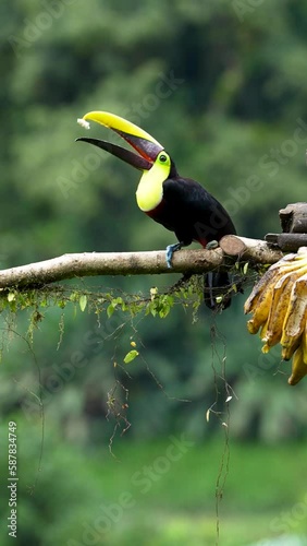 Yellow-throated Toucan, Ramphastos ambiguus, feeding on tropical bananas in slow motion at a feeder in Costa Rica