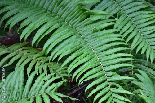 Beautiful giant fern in a forest in Chile.