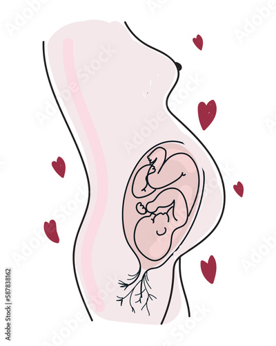 Baby in placenta, stethoscope and heart drawings. Vector illustration