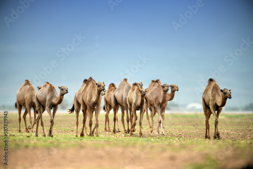 group camel in the desert wildlife 