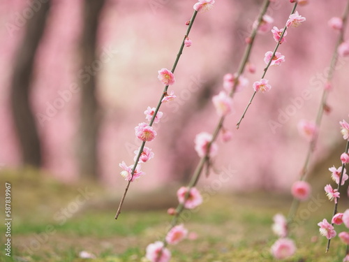 早春に咲く梅の花