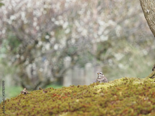 苔の上を歩く野鳥