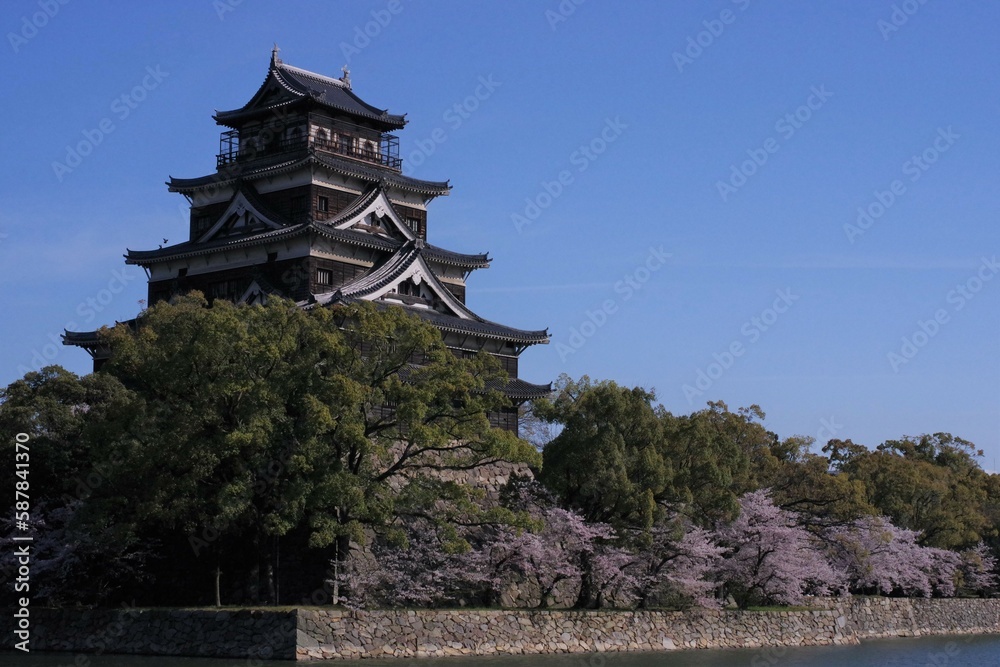 Fototapeta premium 春の広島城と桜