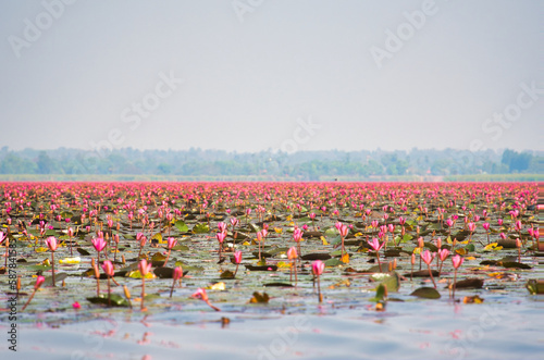 湖一面に蓮の花が咲き乱れる美しい風景・タレーブアデーン　タイ・ウドーンターニー　Red Lotus, Thailand