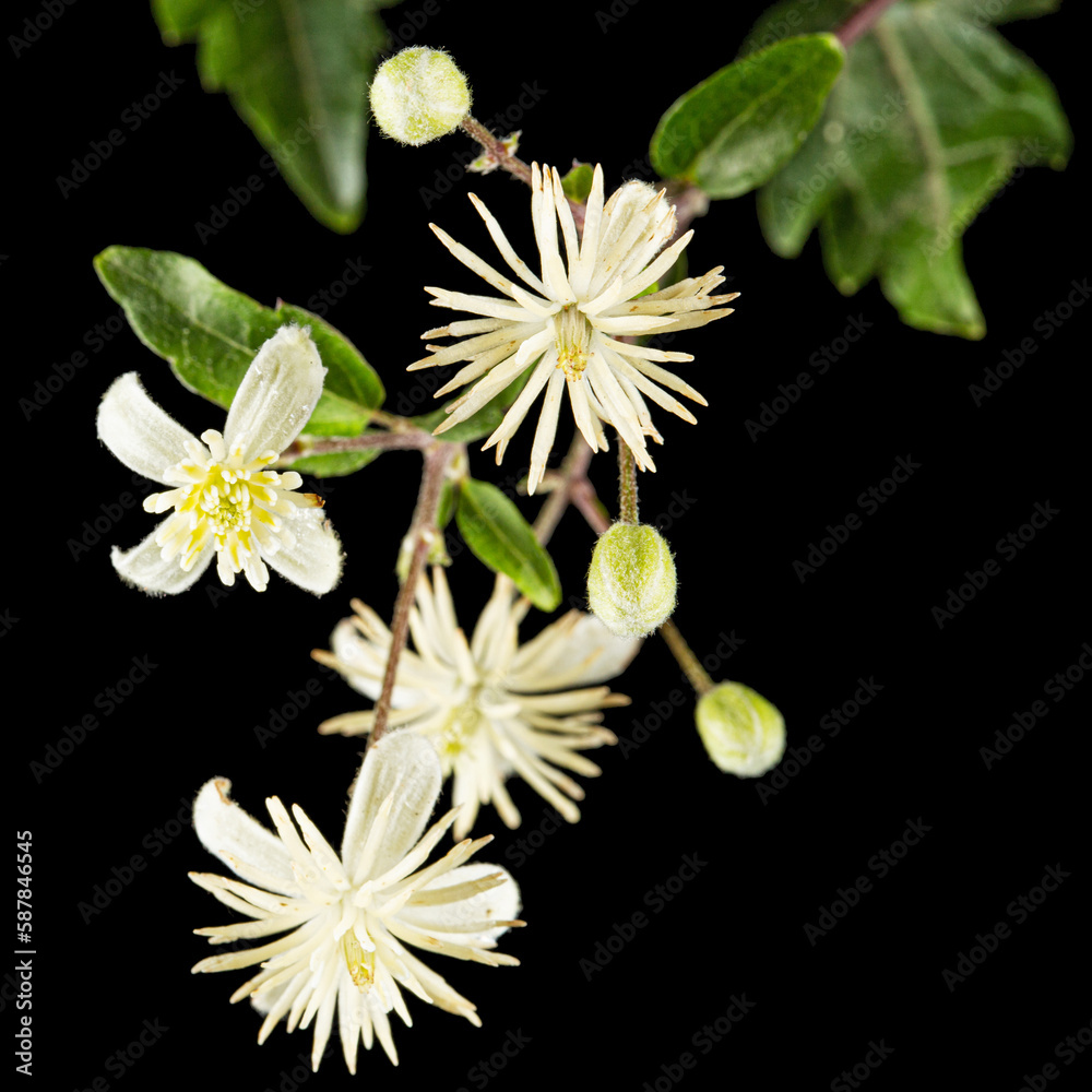 Flowers and leafs of Clematis , lat. Clematis vitalba L., isolated on black background