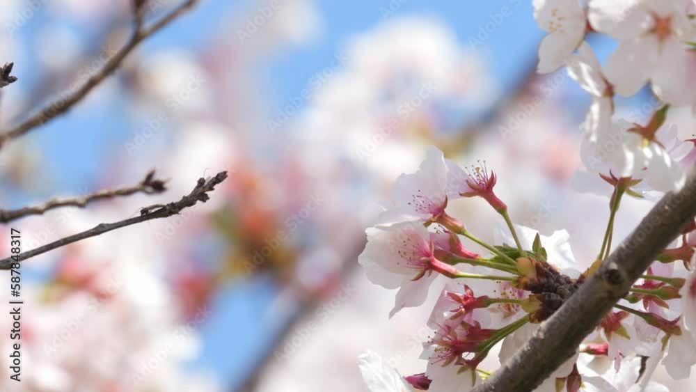 Beautiful cherry petals swaying in the wind on a sunny spring day Beautiful cherry petals swaying in the wind on a sunny spring day