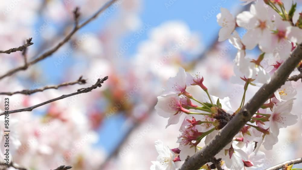 Beautiful cherry petals swaying in the wind on a sunny spring day Beautiful cherry petals swaying in the wind on a sunny spring day