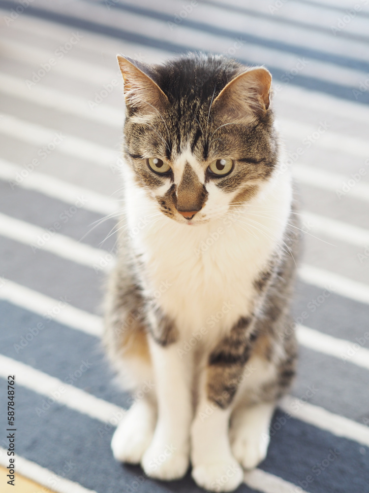 カーペットの上で何かを見つめる猫 カーペットの上で何かを見つめる猫
