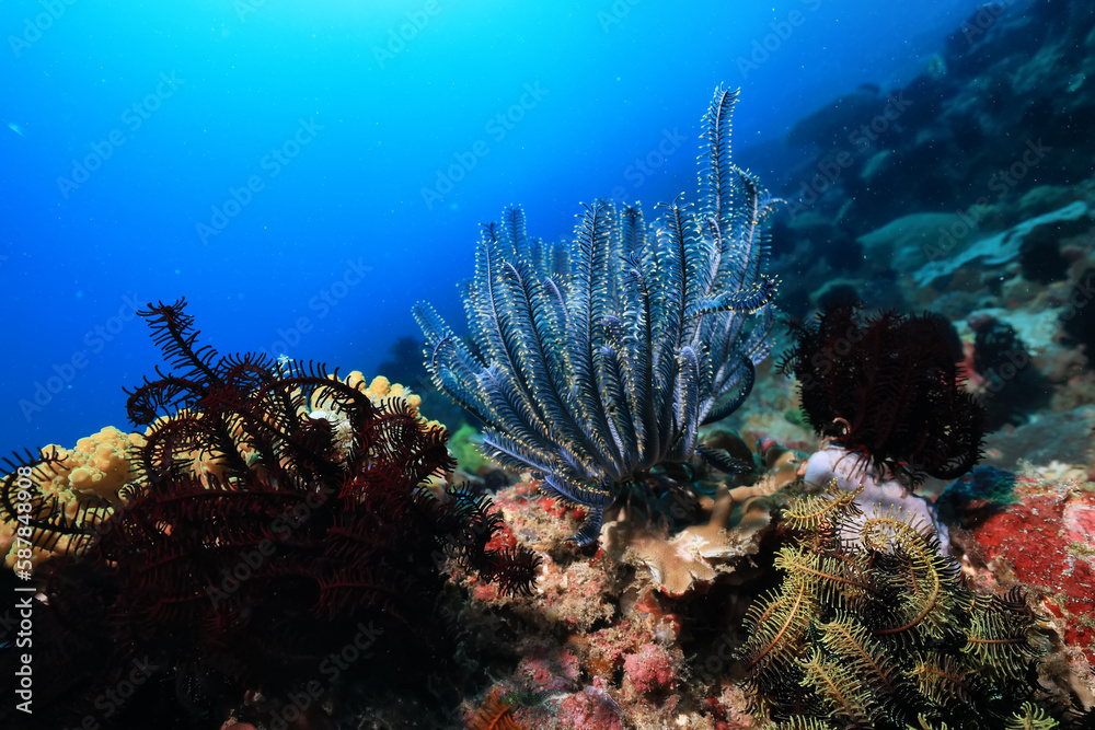 Obraz premium seascape panorama underwater flock of fish in the water