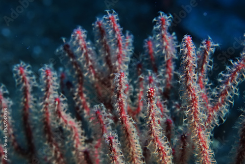 coral underwater flowers seascape abstract texture