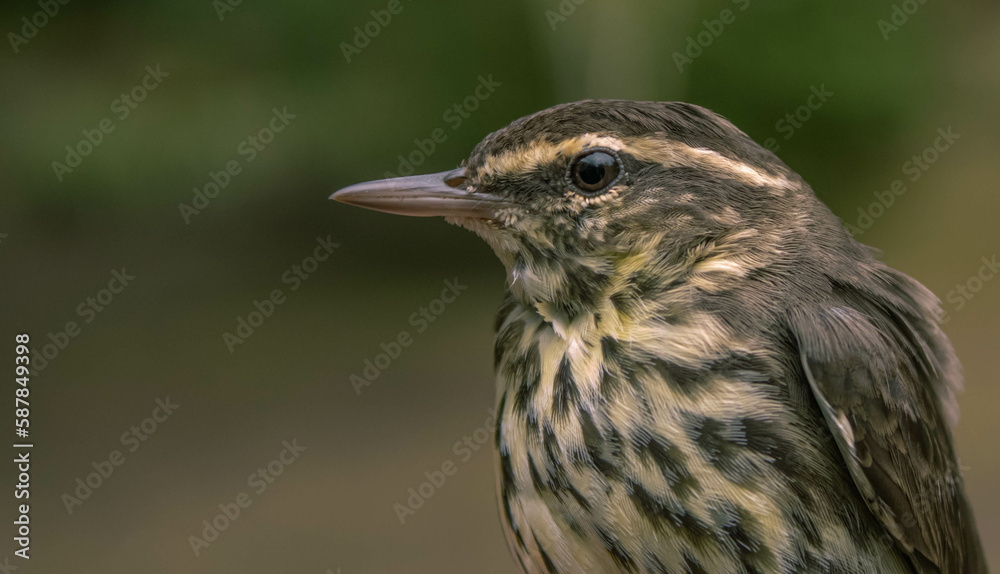 parkesia novaboreciensis parkesia novaboreciensis