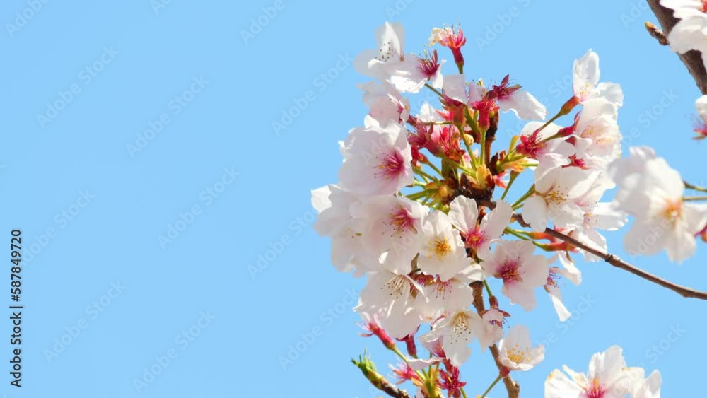 Beautiful cherry petals swaying in the wind on a sunny spring day Beautiful cherry petals swaying in the wind on a sunny spring day