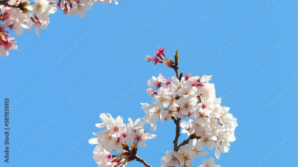 Beautiful cherry petals swaying in the wind on a sunny spring day Beautiful cherry petals swaying in the wind on a sunny spring day