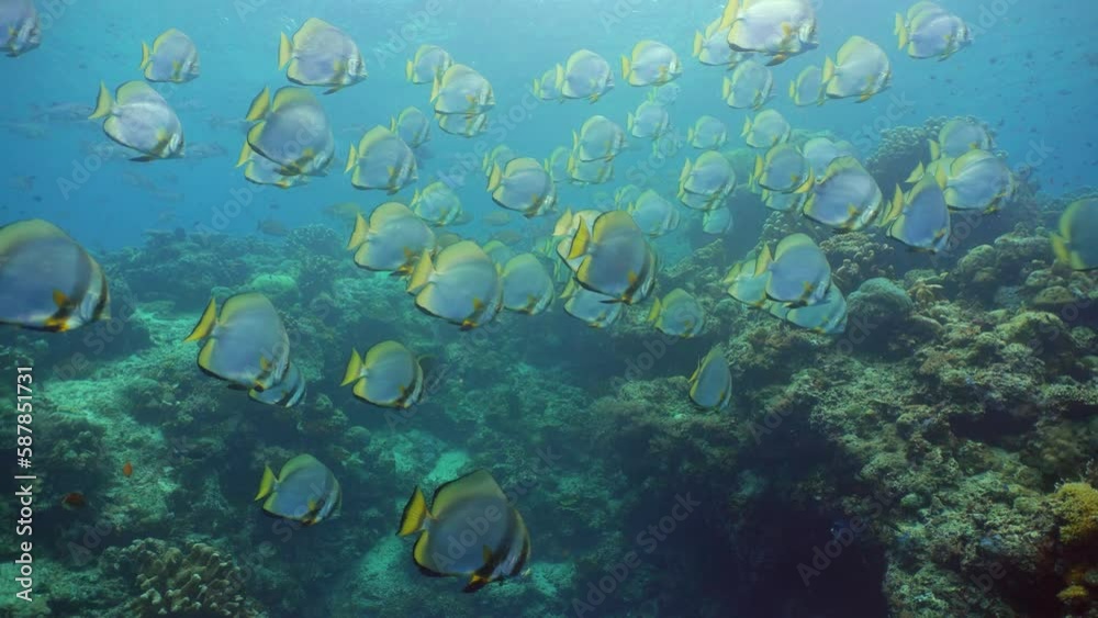 Tropical coral reef and fishes underwater. Tropical fishes and coral reef underwater. Sipadan, Malaysia. Tropical coral reef and fishes underwater. Tropical fishes and coral reef underwater. Sipadan, Malaysia.