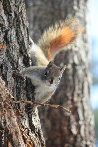 squirrel