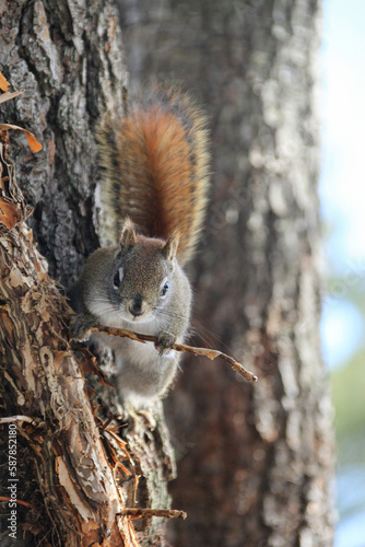 squirrel