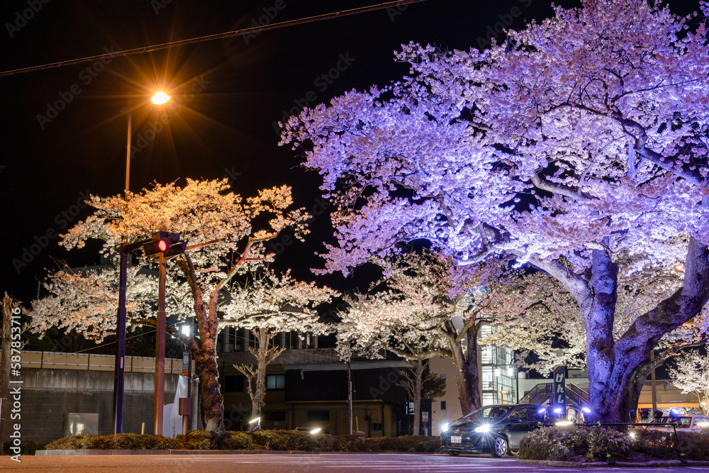 Naklejka premium 夜桜通り