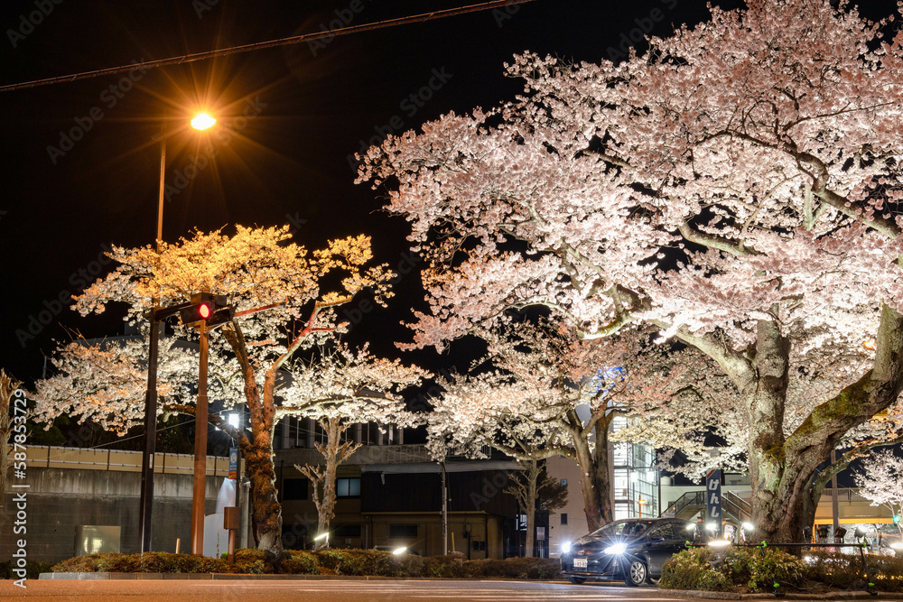 Naklejka premium 夜桜通り