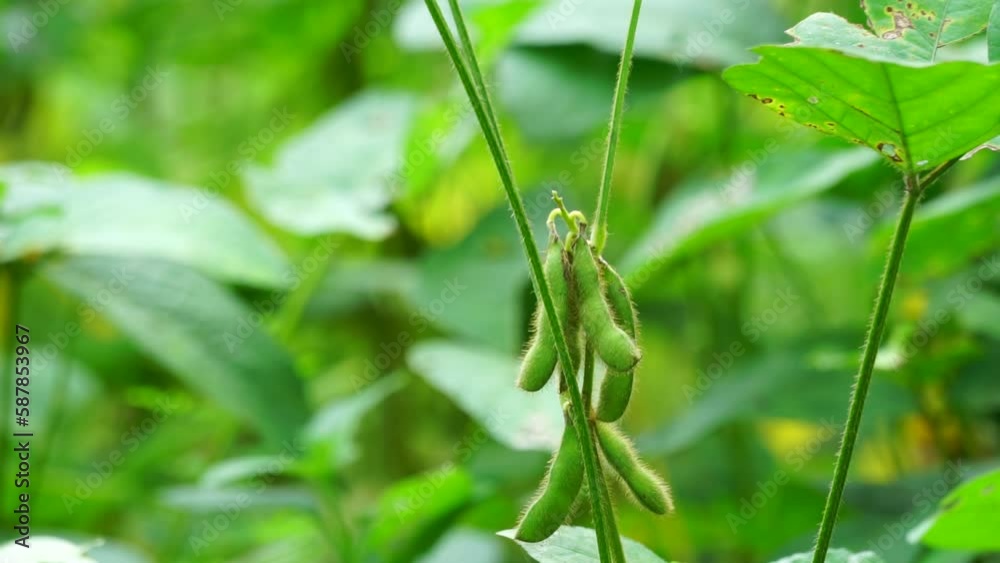 Soybean (Also called soya bean, soy bean) on the tree. Soybeans is one of the ingredient to make tempe or tofu Soybean (Also called soya bean, soy bean) on the tree. Soybeans is one of the ingredient to make tempe or tofu