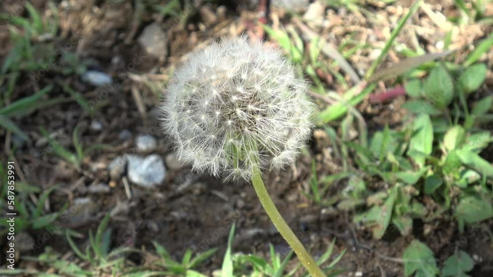 たんぽぽの綿毛
たんぽぽの綿毛